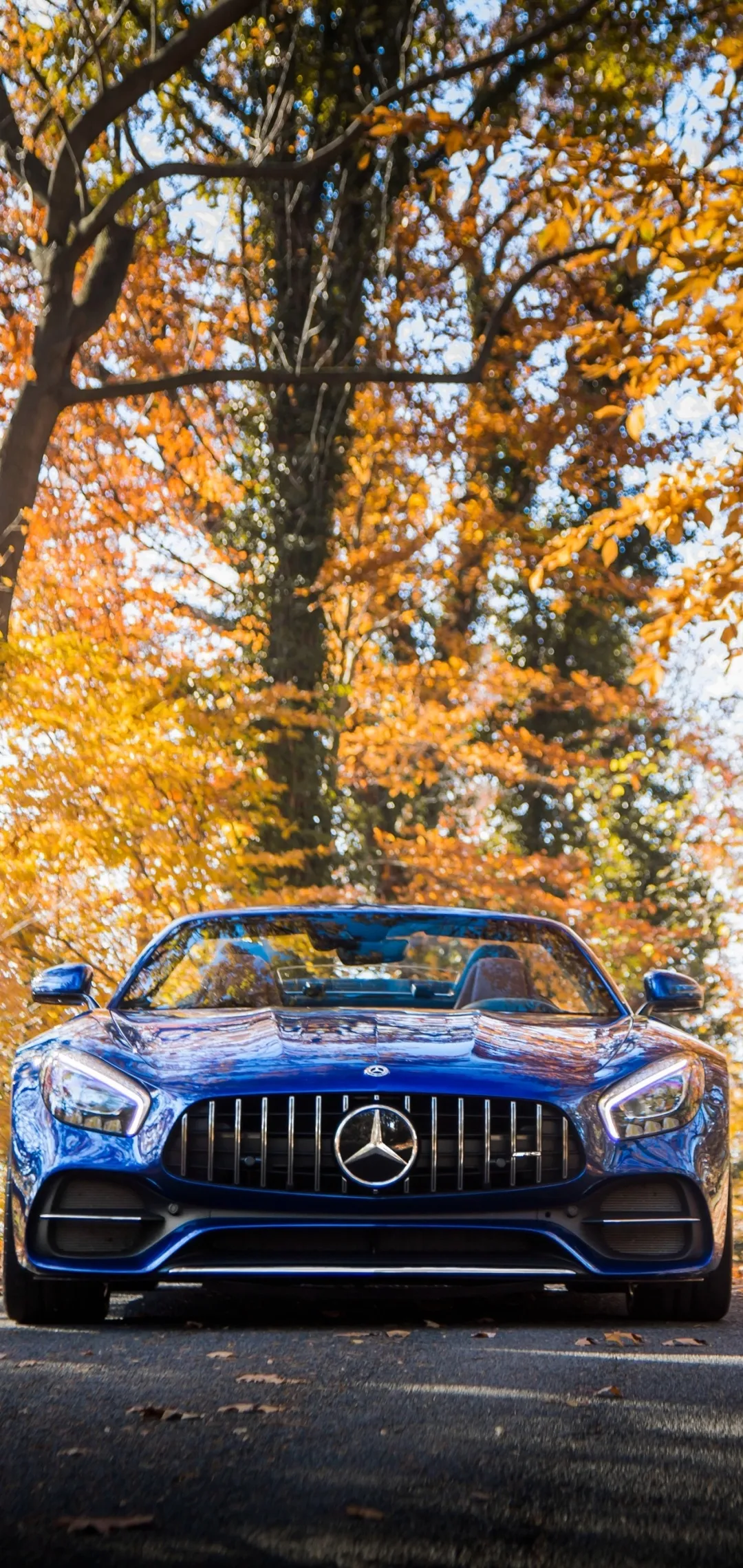 Mercedes Car Framed by Autumn Forest Landscape Wallpaper
