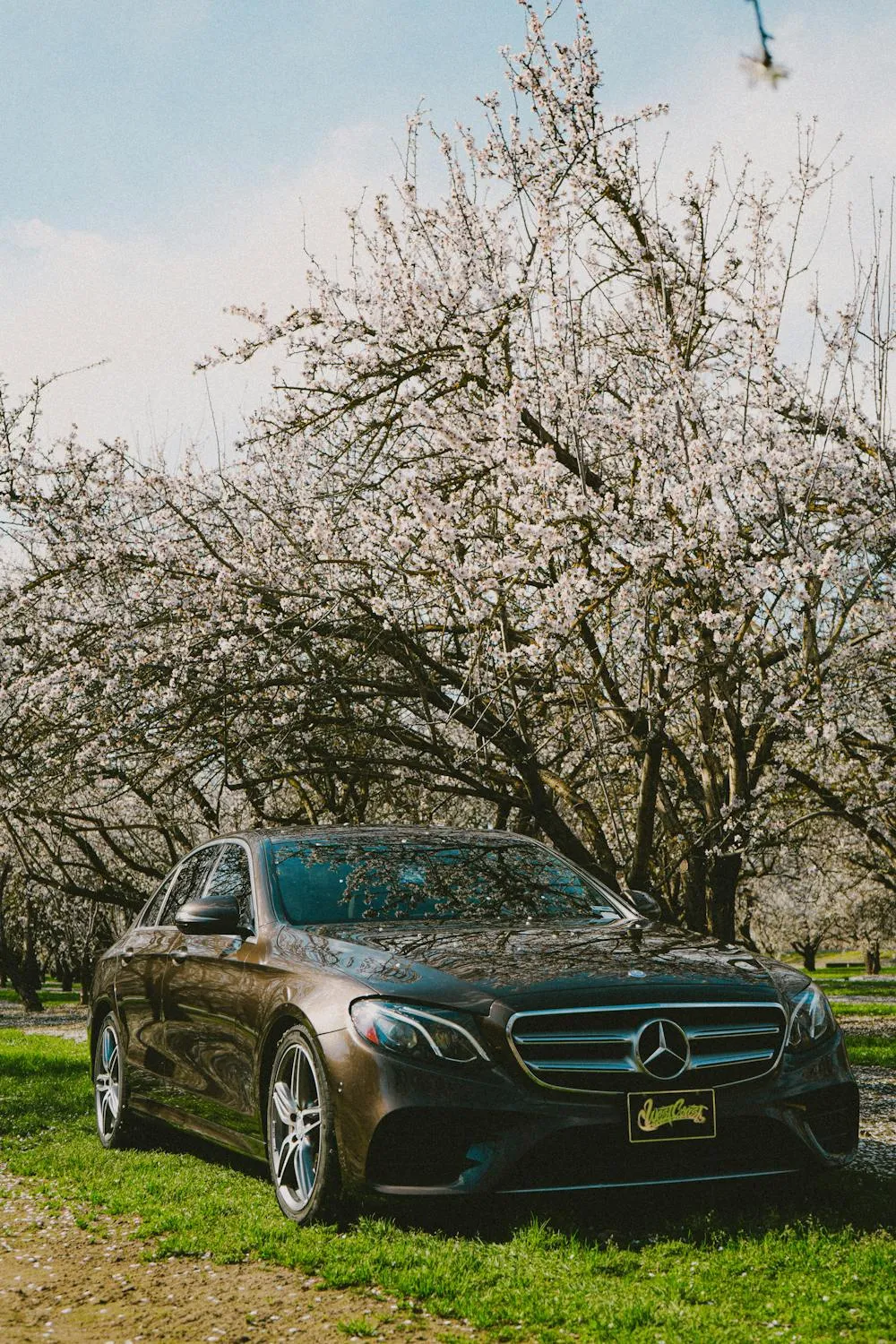 Mercedes Sedan Parked Near Blooming Spring Trees image
