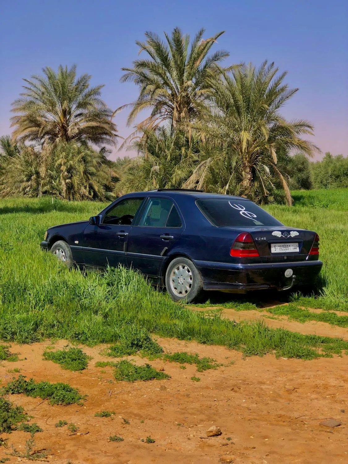 Older Mercedes Sedan in Palm Oasis Grassland Wallpaper