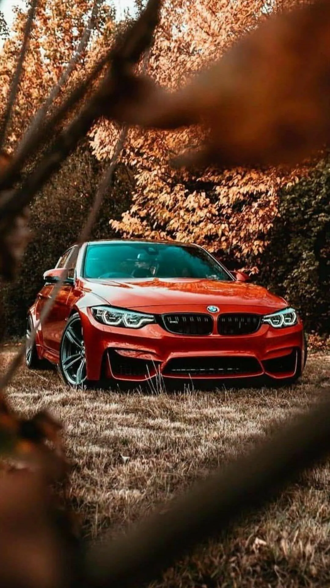 Red Bmw in Autumn Forest with Leaves on the Ground
