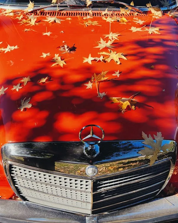 Vintage Benz Grille with Autumn Leaves Reflected HD image